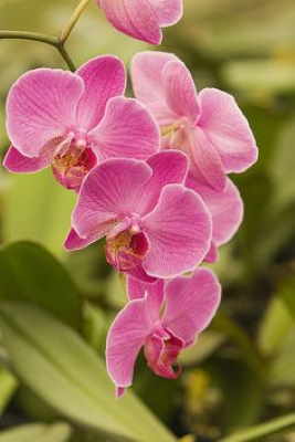 Planta Orquídea Rosa | Floristerías en Pontevedra | Floristería Olga