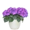 Planta Hortensia