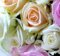 Caja 2 Rosas Rosas | Rosa Eterna | Rosas Naturales para Regalar