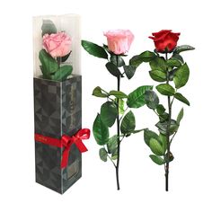 Rosa Preservada | Rosa Eterna | Rosas Naturales para Regalar