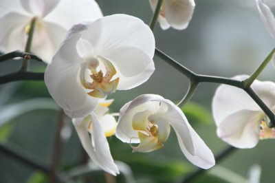 Planta Orquídea Blanca | Plantas de Decoración | Floristería Olga